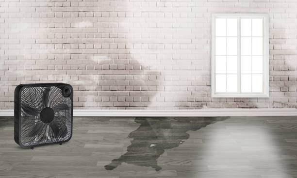 Best Water damage cleanup near me  in Landing, NJ